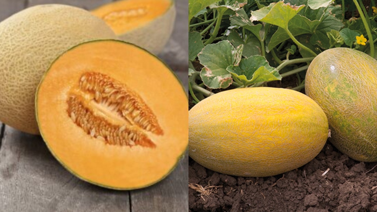 В августе собираю дыни сорта Мазурка F1 весом 2,5 кг