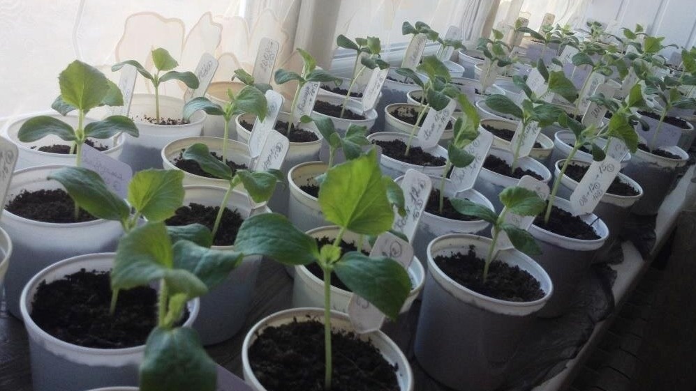 К высадке в грунт рассада готова через 30 дней после всходов