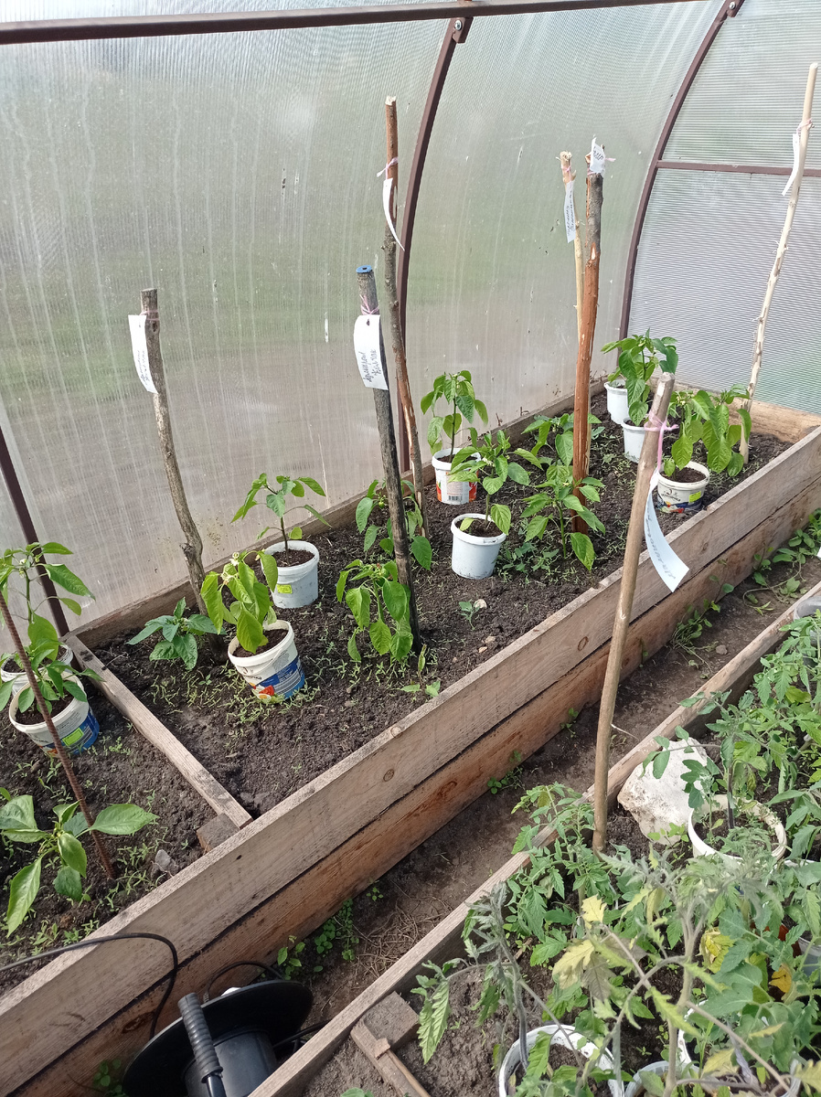 4 мая. Перец уже погрустнел от майской погоды. 