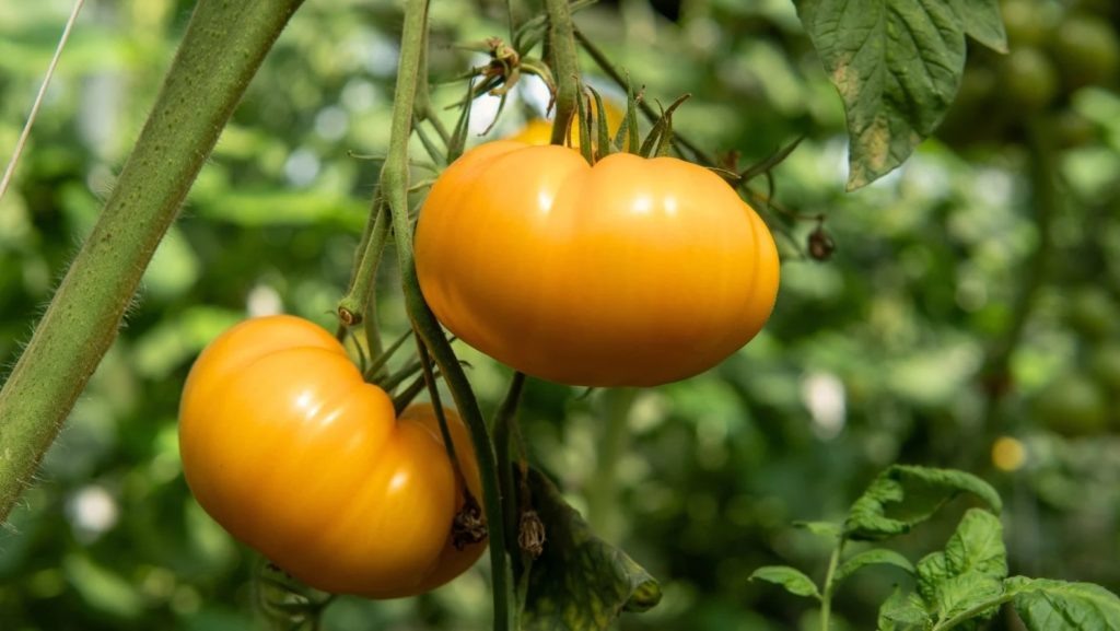 Фото из архива