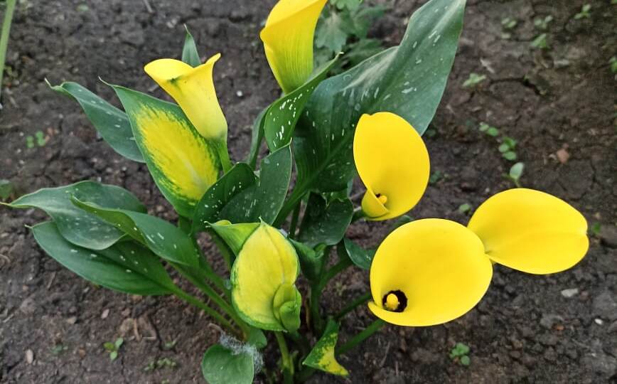 Каллы. Уход ,хранение.