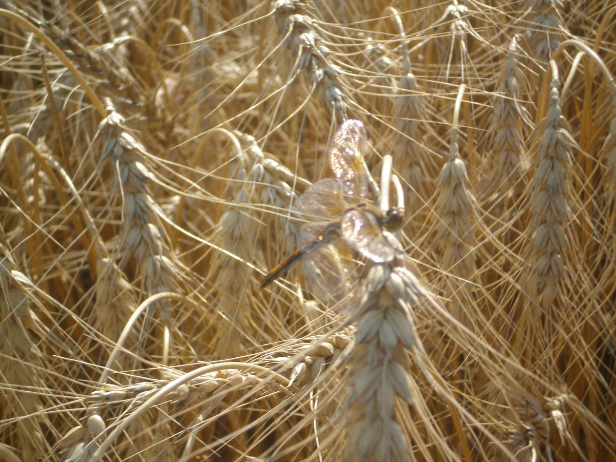 Просто красиво . Видите стрекозу на колоске ?