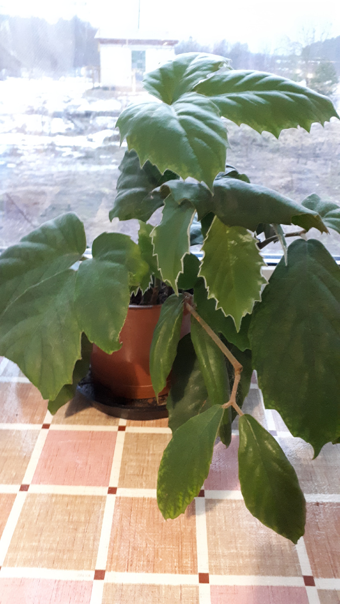 Ну вот , собственоо , он.  Растет активно и нужно готовить большие горшки .