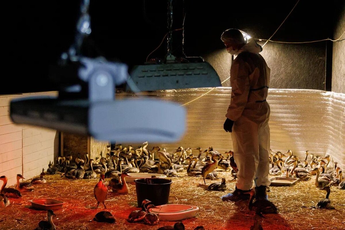 Фото: Артем Метелев / Telegram