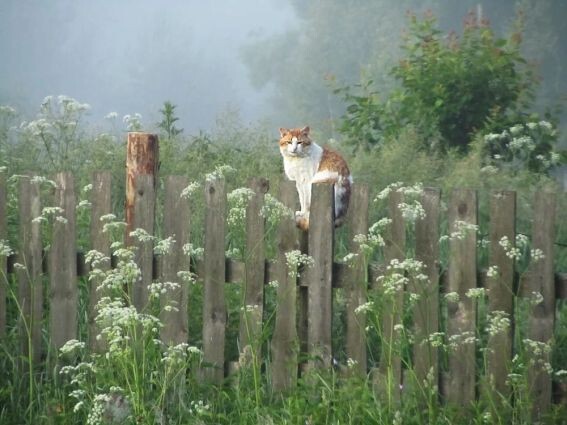 Жизнь в деревне
