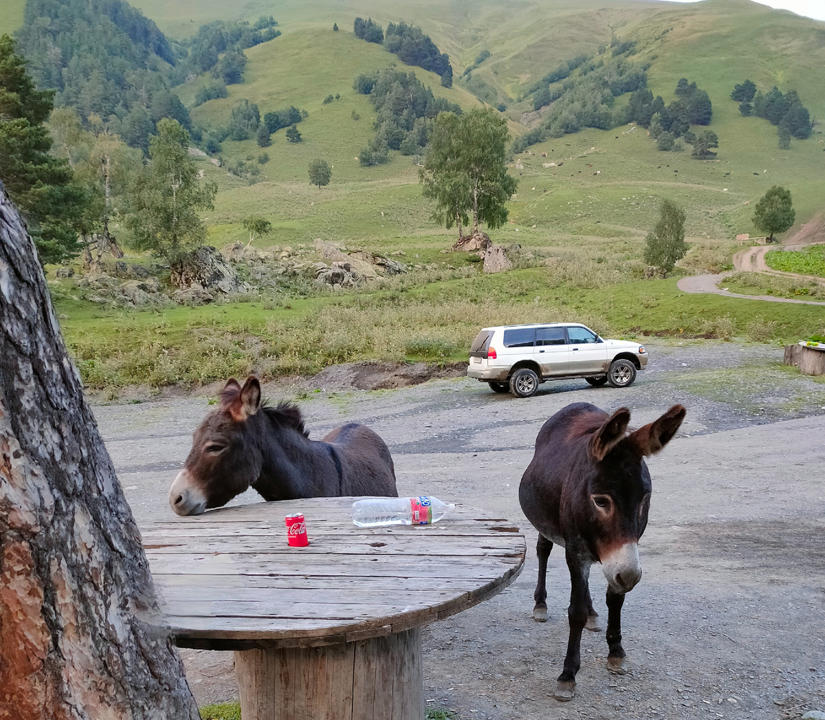 Домашней живности здесь немеряно. Но коровы мимо палатки протопают, то лошади. И глядя на все это изобилие, дочка наконец-то начала произносить звуки животных) А я ведь до этого год из нее по книжкам всякие там "му-му" пыталась вытянуть.
