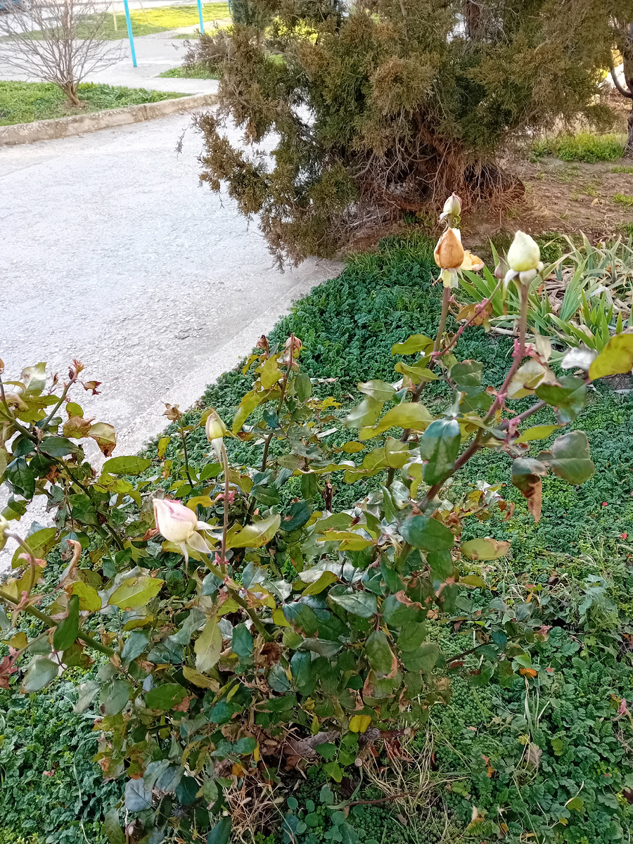 Авторское фото.