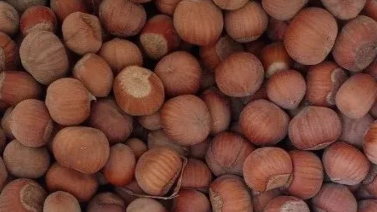 Фундук Ломбардский орех: прибыльный бизнес с минимальными рисками