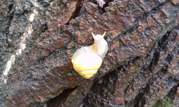 снимок Натальи Макеевой, иллюстрация к  эссе "Улитки-акушеры"