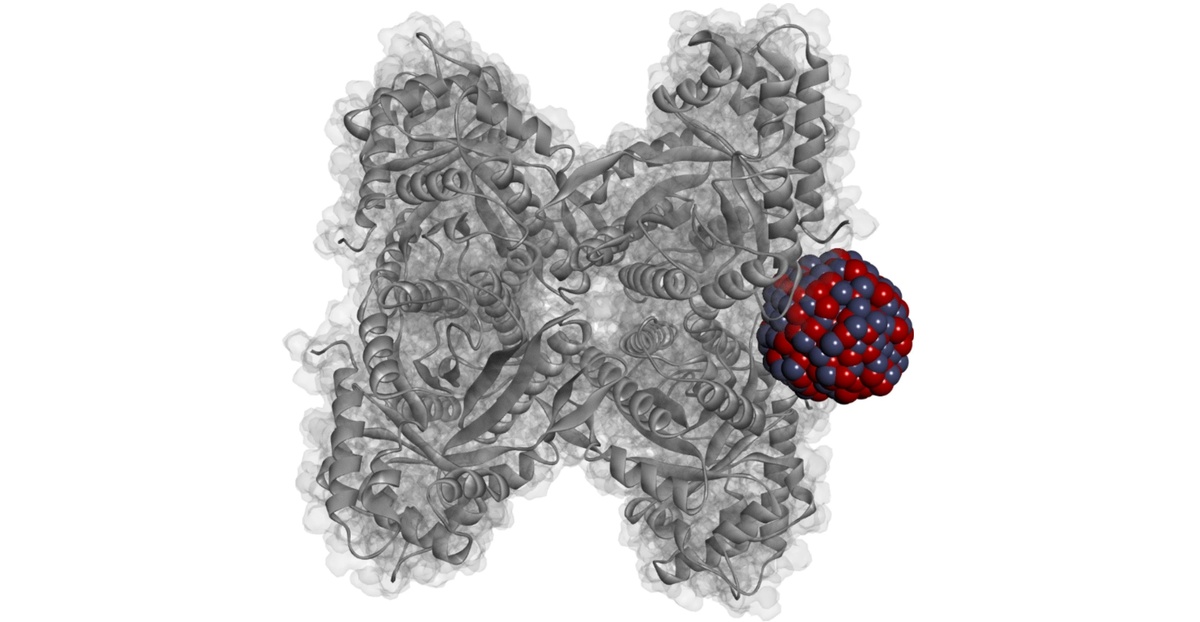 Типичный комплекс альдолазы B с наночастицей ZnO (2,5 нм)
Иллюстрация из статьи в журнале BioNanoScience