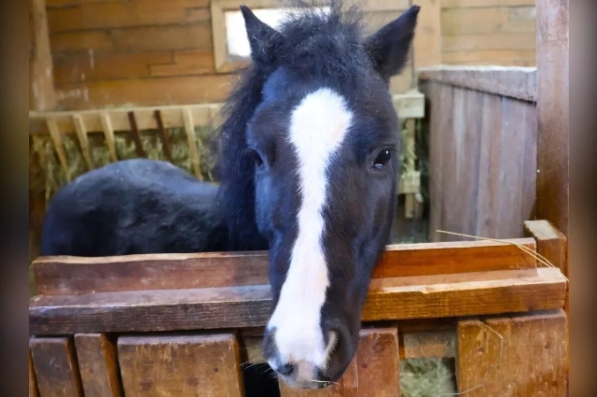    В Хабаровске появился новый обаятельный хвостатый житель