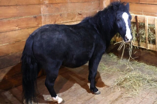    Шетлендский пони Эльфик Фото: Предоставлено читателем «АиФ-Дальинформ»