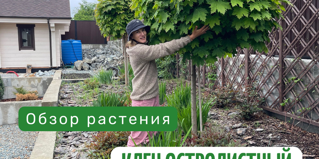 🍁 Клён остролистный "Globosum" – компактный акцент в вашем саду! 🍁