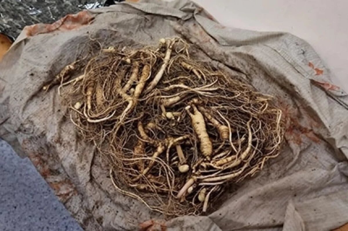    Он собирался покинуть страну, имея с собой 21 корень реликтового растения