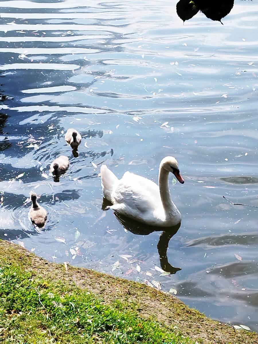 Троицк, территория парка