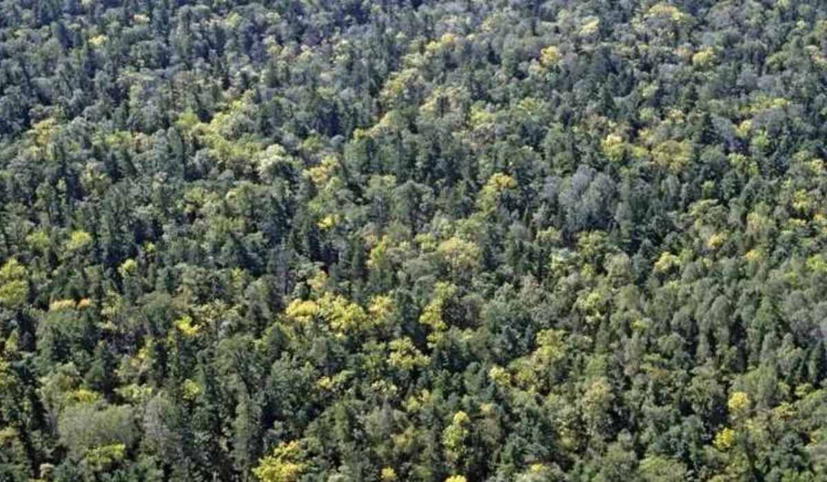     Лес. Источник: ria.ru Автор фото: Александр Лыскин