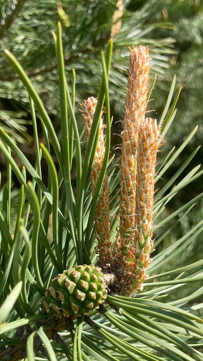 Pínus sylvéstris (Сосна обыкновенная).