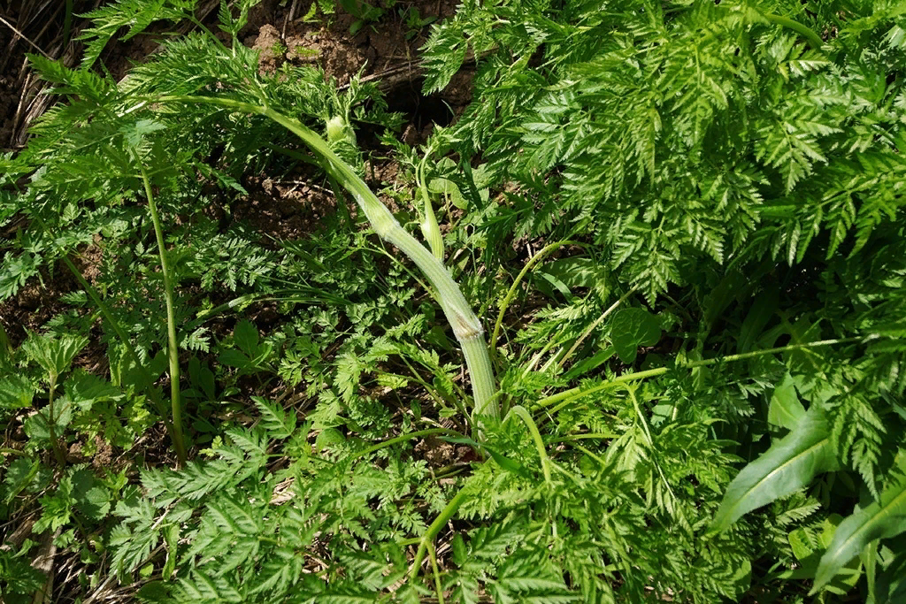 Вкусняшка! Молодой побег купыря лесного не хуже морковки.