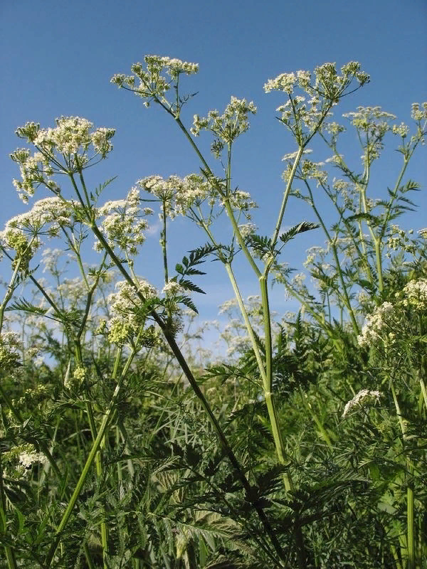 Купырь лесной безобидный и вполне съедобный.