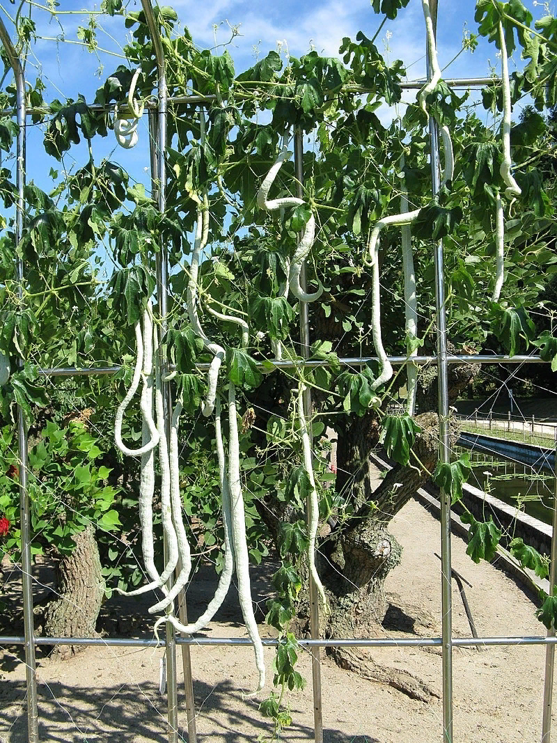 Трихозант – родственник огурца обыкновенного, и растут они одинаково, цепляясь за любые опоры