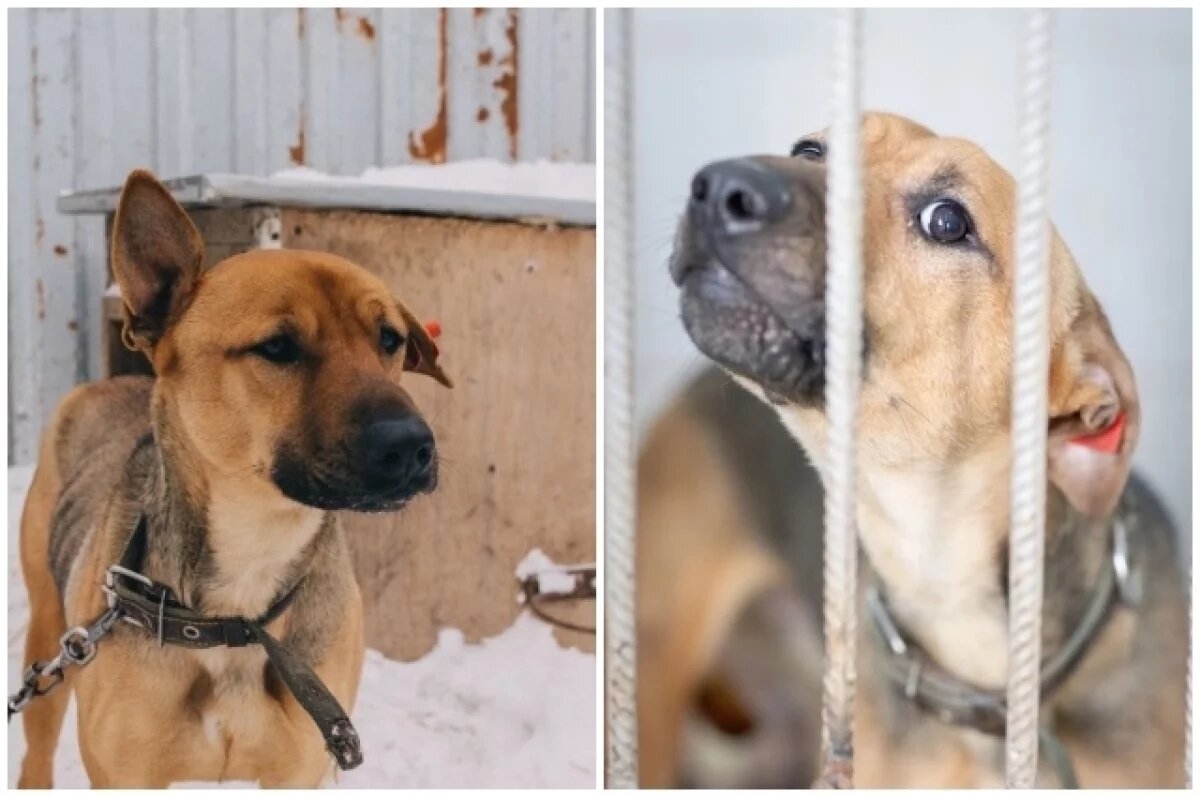    Пёс скитался по улицам города.