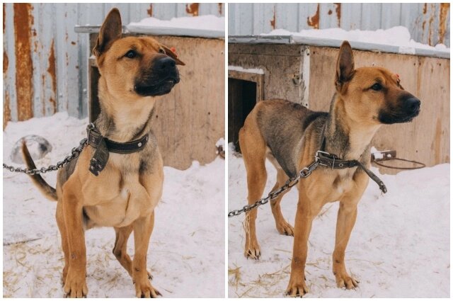    Пёс жил в омском приюте и даже не подозревал, что хозяйка найдётся! Фото:  Коллаж АиФ/ БУ г. Омска «Муниципальный приют для животных»