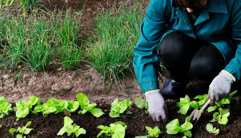 «Ранняя весна на грядке»: что посадить, чтобы не остаться без урожая?
