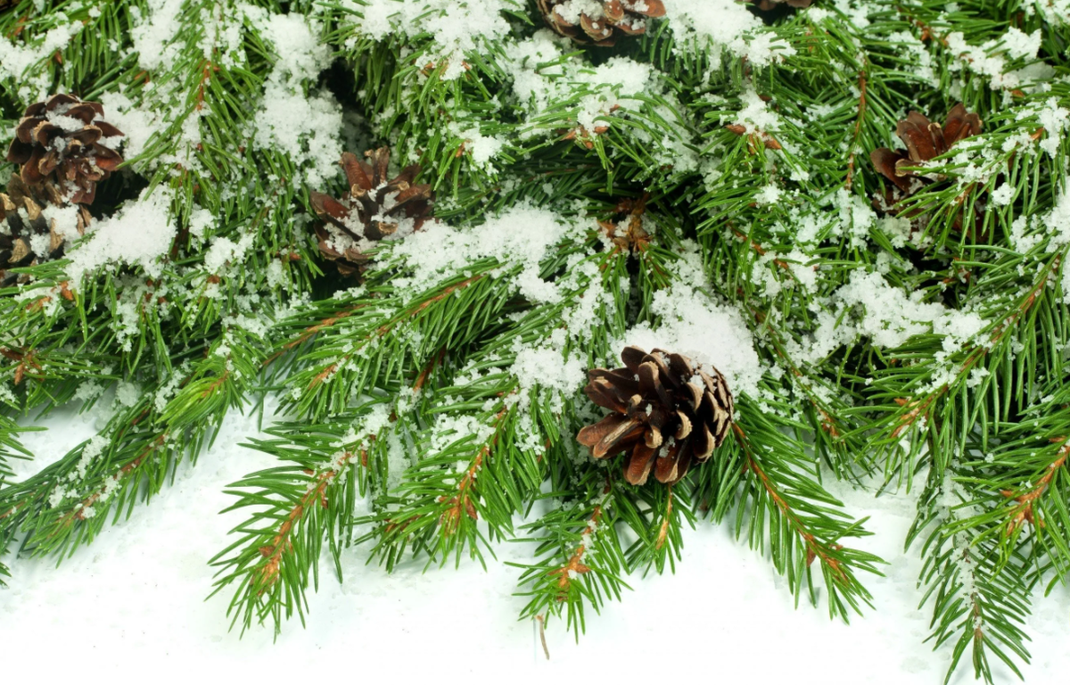 Яндекс картинки