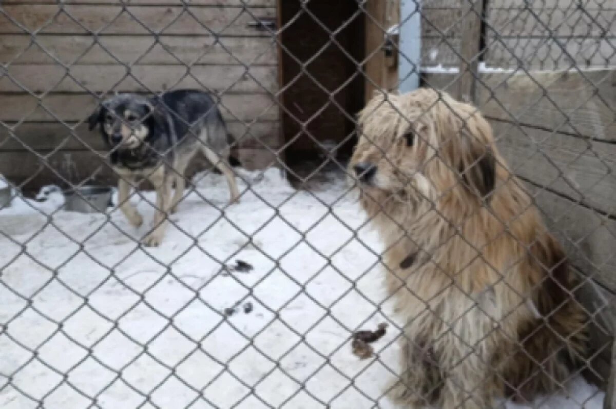    Фото носит иллюстративный характер