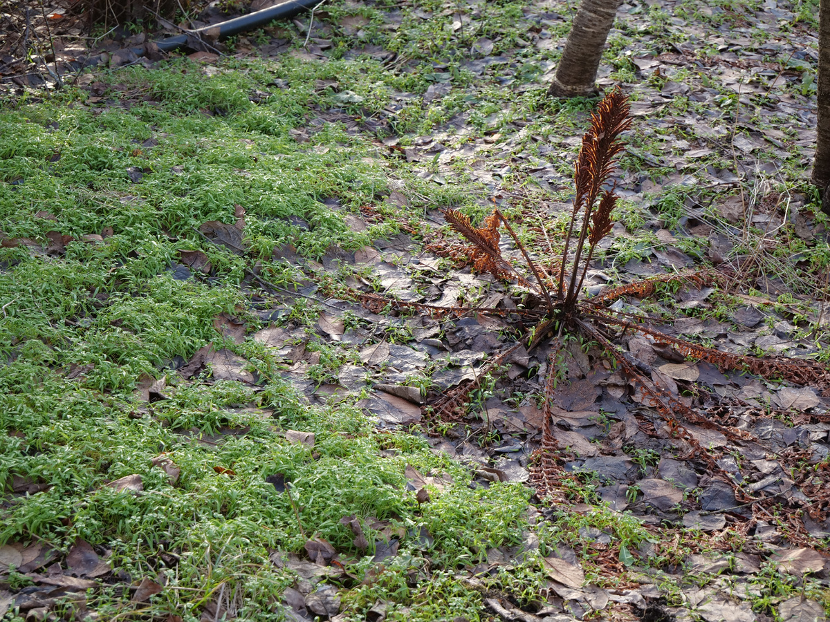 Проснувшийся первого января кервель, папоротник. Дата съемки: 2 января