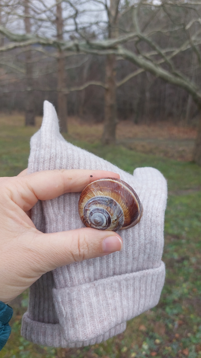 Повсюду множество ракушек, но наверное это домики улиток)