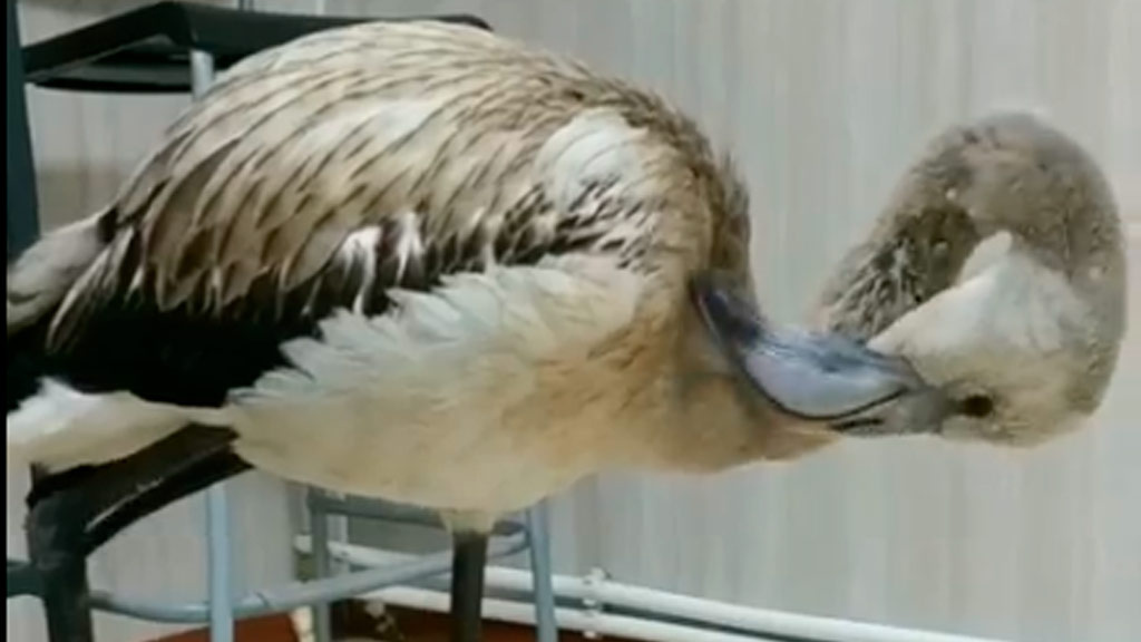    Кадр с видео клиники «Зооспец»