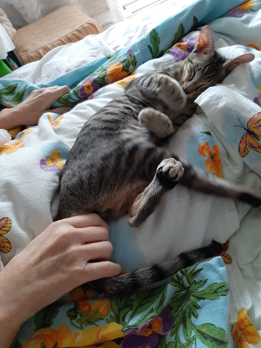 Последняя мамина фотка, кота держит за хвост.