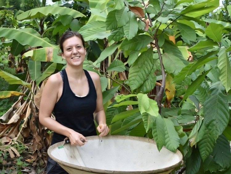    Не оставить мир без шоколада поможет прививка деревьев какао