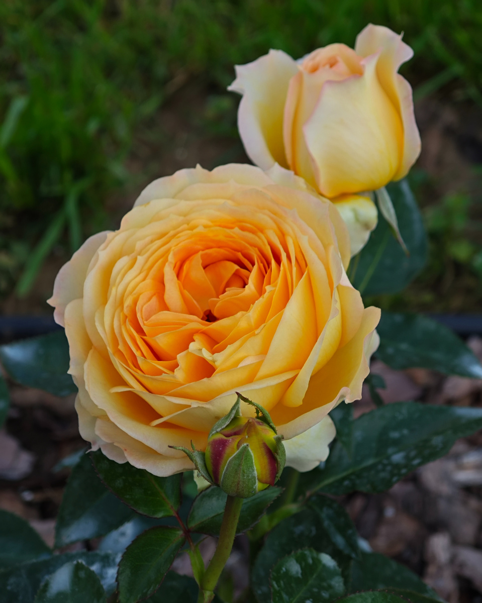 Карамель Антик, первый цветочек