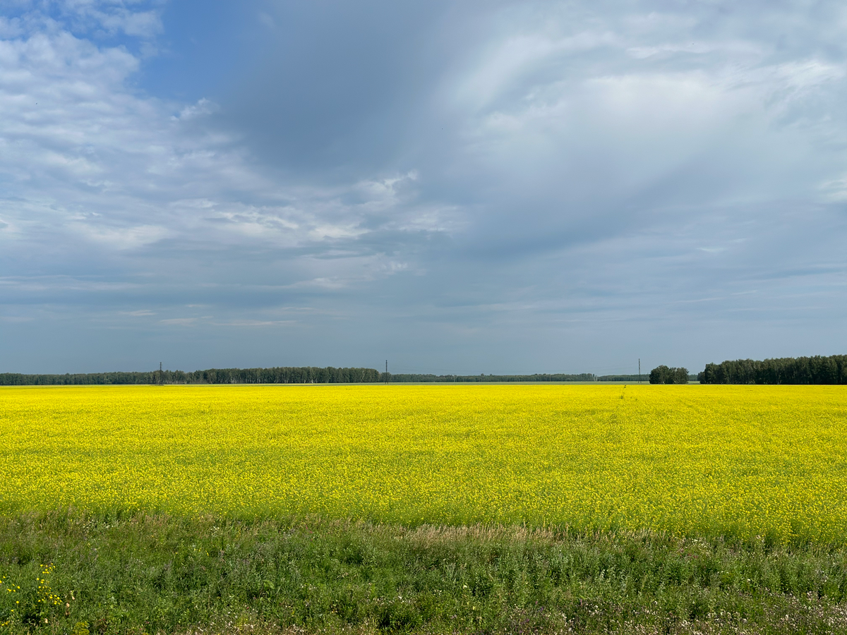 красивые поля встречаются по дороге
