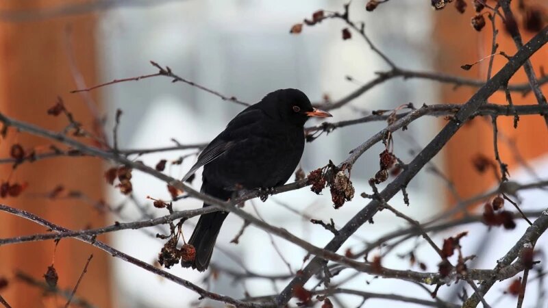     Черные дрозды. Александр Лотов, vk.com/altzapovednik