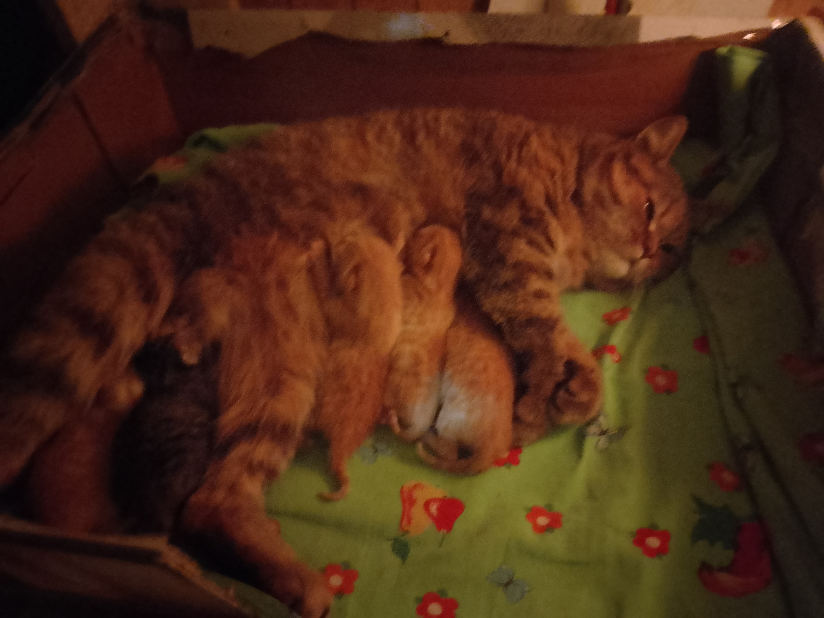 Кошка с котятами