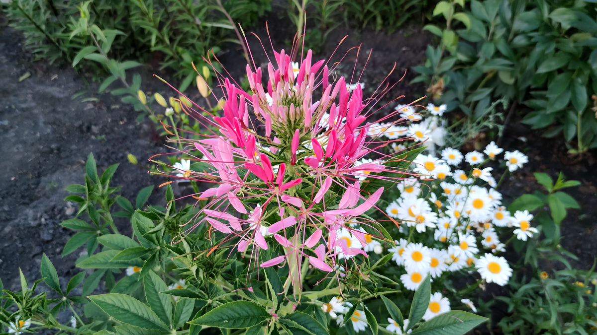  Клеома (Cleome)