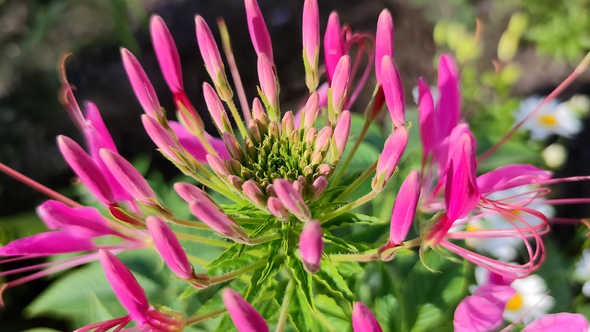 Клеома (Cleome)