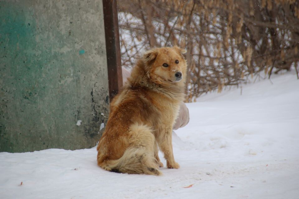    Бродячие собаки. Источник: Виталий Барабаш