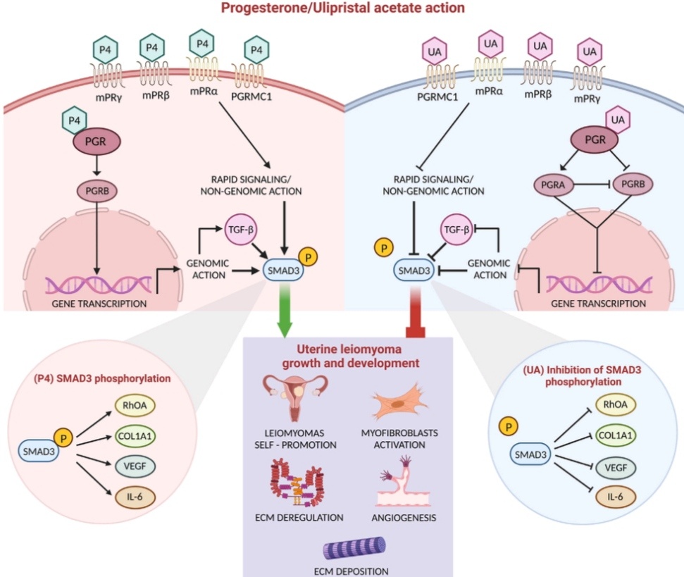 Обзор действия прогестерона (p4) и улипристала ацетата (UA) посредством геномной и негеномной передачи сигналов в клетках лейомиомы. 