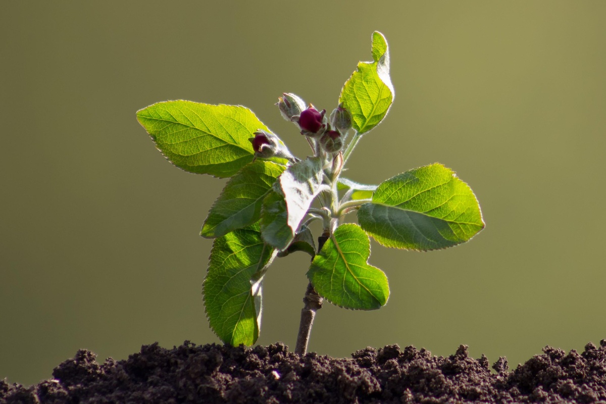     Как вырастить яблоню из семечка и посадить на даче