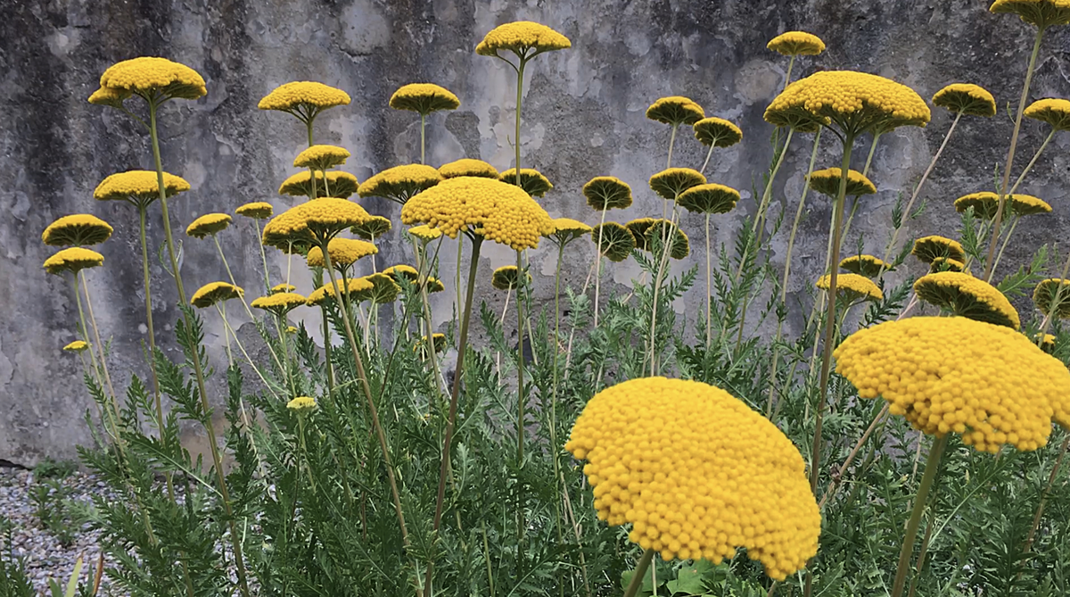     Max Mara Art Prize for Women