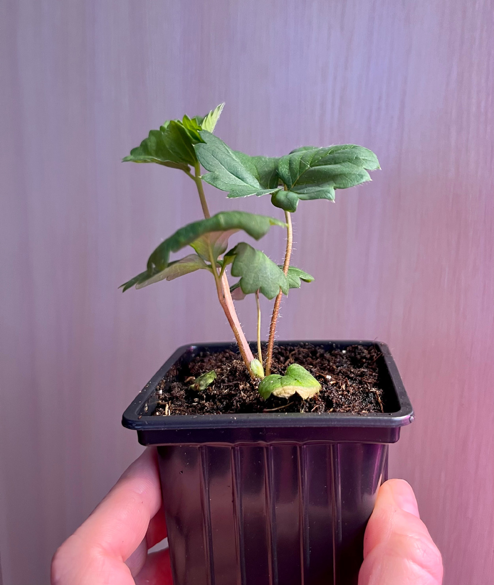 Земклуника Купчиха, 2 месяца после посева