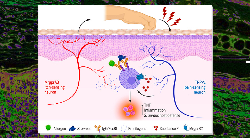   N + 1; Andrew W. Liu et al. / Science, 2024