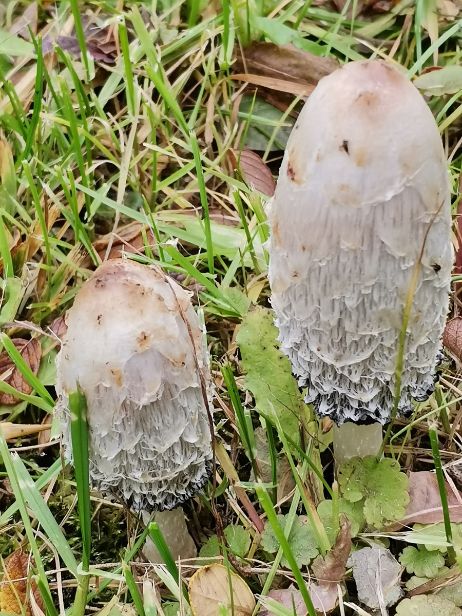 Зонтик пёстрый. Молодой. Вид грибов семейства шампиньоновых. Съедобен. Можно есть сырым.