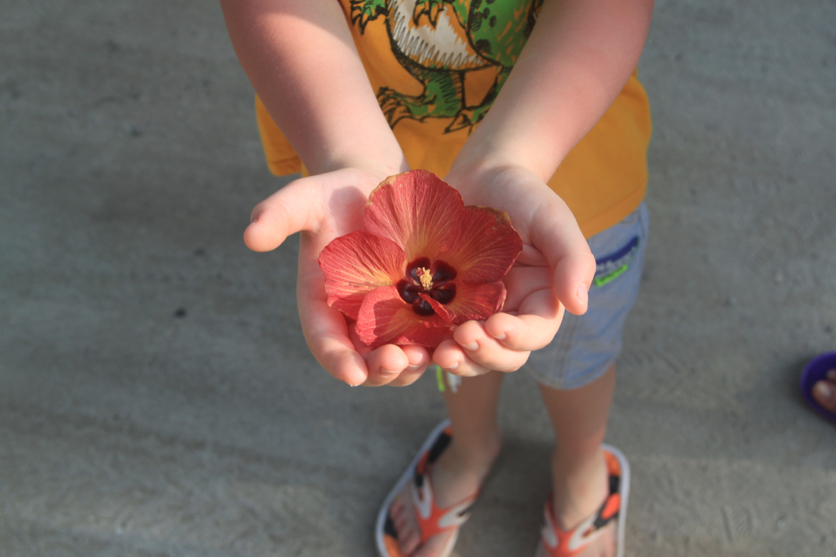 Экзотический цветок