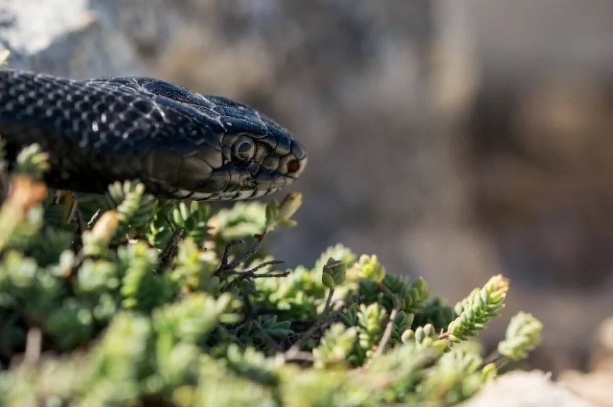    В Рязани в подъезде многоквартирного дома поймали сбежавшую змею