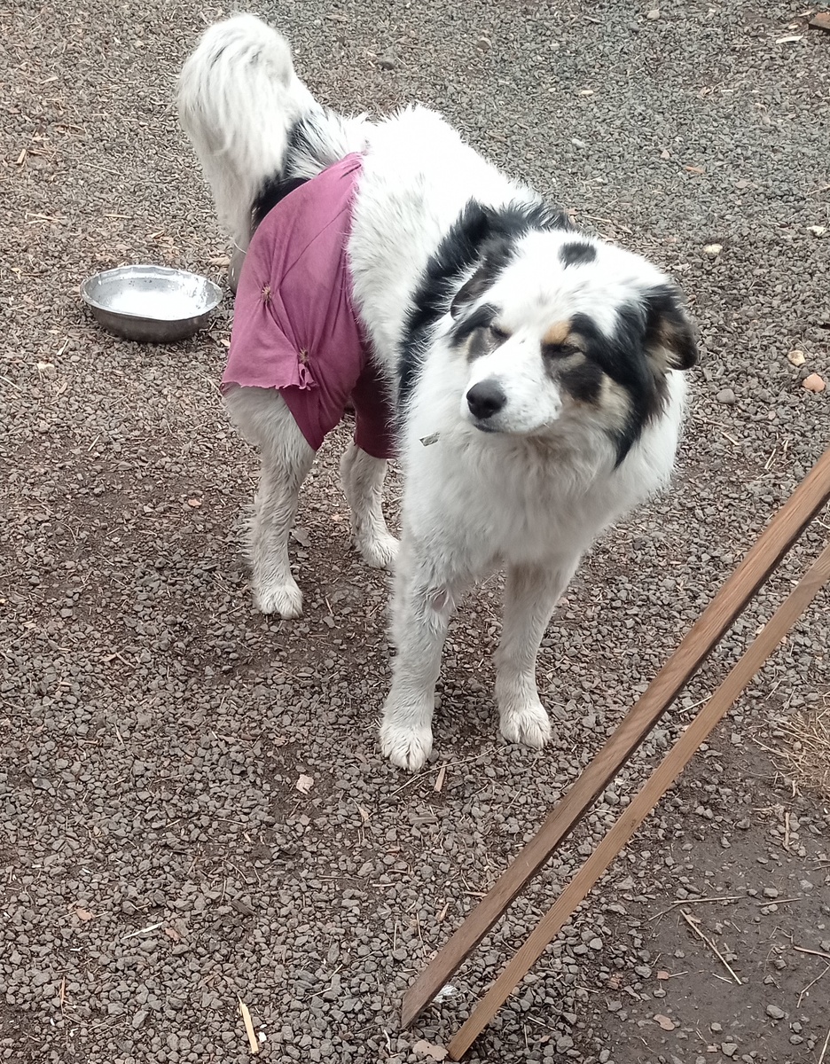 Штаны с орнаментом"репейник" 